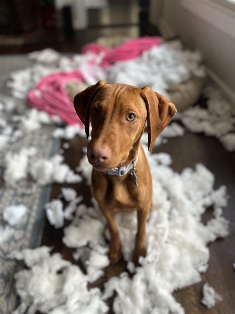 New puppy killed our LL Bean dog bed : r/vizsla