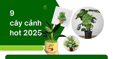 Top Các loại cây cảnh đang hot Không gian xanh lên ngôi Vườn Ngọc Tân