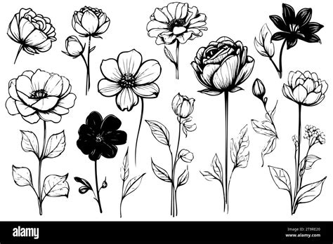 Collection Hand Drawn Plants Botanical Set Of Sketch Flowers And Branches Vector Stock Vector