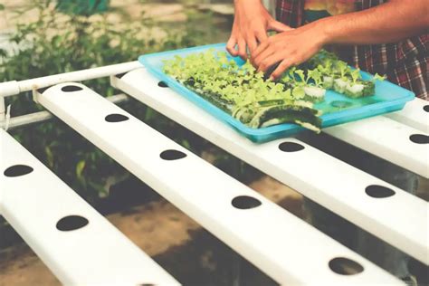 Organic Hydroponics and Nutrients: What You Need to Know - Smart Garden ...