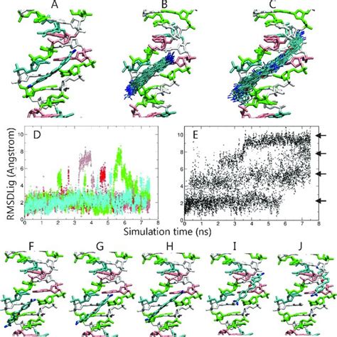 A Initial Placement Of The Dna Minor Groove Binding Ligand Bfr At The Download Scientific