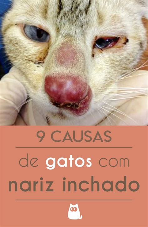 Gato Nariz Inchado 10 Causas Seus Sintomas E Tratamentos Gatos