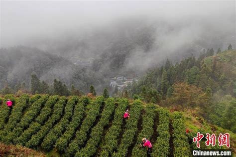 一片叶子富了一方百姓 湖南保靖茶文旅深度融合 荆楚网 湖北日报网