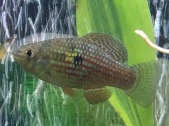 American Flagfish: Care Guide, Breeding, Tank Size & Disease