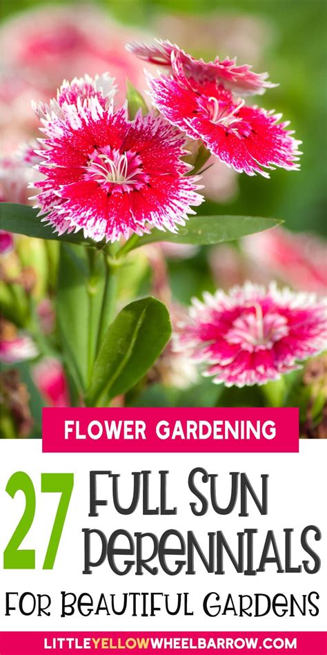 27 Full Sun Perennials For North American Gardens