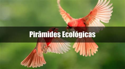 Questões Sobre Pirâmides Ecológicas - Questões Sobre Pirâmides Ecológicas - FDPLEARN