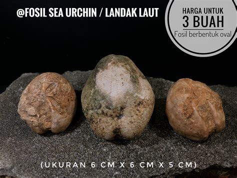 Fosil Bintang Laut B15 Atau Fosil Landak Laut Atau Fosil Bulu Babi Atau