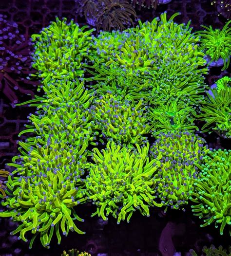 Deep Blue Marine Emporium | Bury St. Edmunds