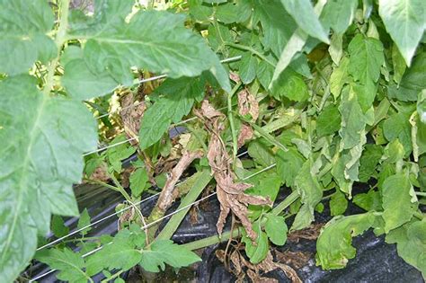 How To Fix White Spots On Tomato Leaves Infoupdate Org