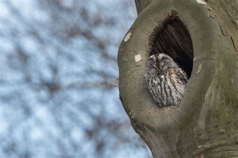 Nesting Tawny Owl Strix Aluco Stock Photo - Image of animal, light ...