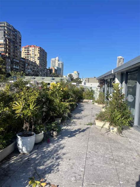 Various Mature Plants Plants In Potts Point NSW Gumtree Australia