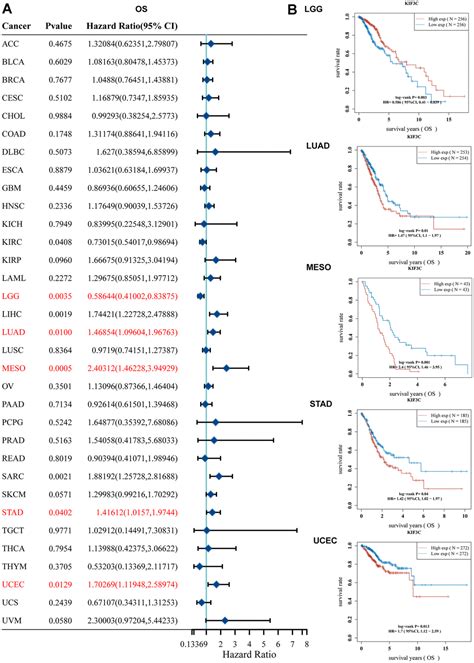 Kif C An Emerging Biomarker With Prognostic And Immune Implications