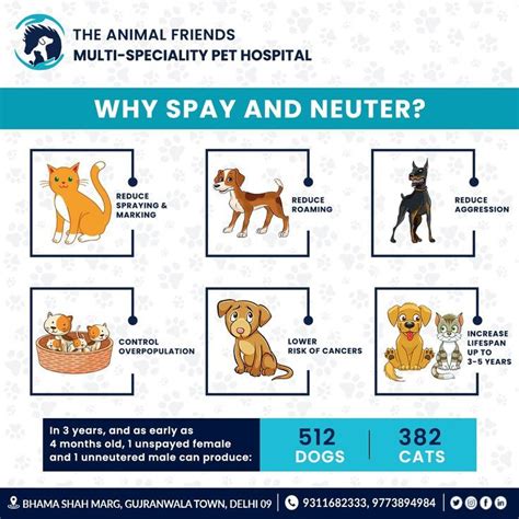 The Many Benefits Of Spaying And Neutering Pet Clinic Dog Spay Animal