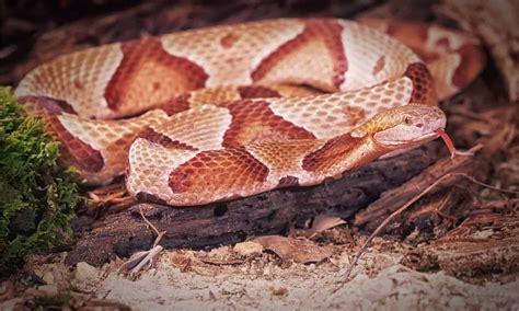 coolest  snakes  slithering   united