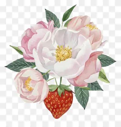 Disegno Floreale Peonie Rosa E Bianche Forma M Scaricare Png