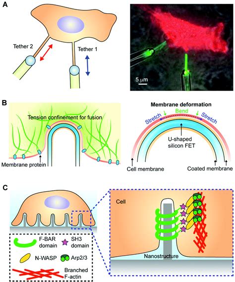 Soft Materials As Biological And Artificial Membranes Chemical