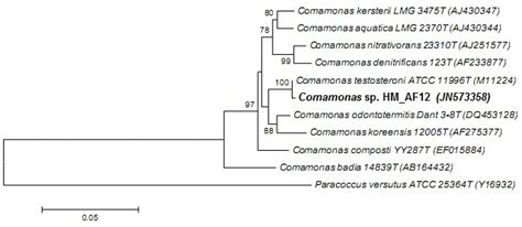 Phylogenetic Dendrogram Derived From S Rrna Sequence Analysis