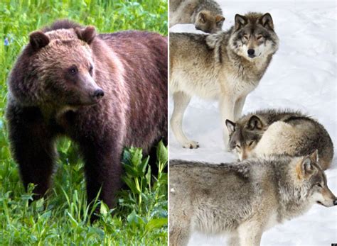 Grizzly Bear, Wolf Pack Fight Over Carcass In Waterton Lakes National ...