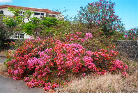 The Best Plants for Low-Maintenance and Drought-Resistant Gardens
