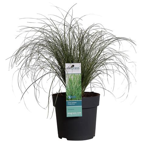 Buy Ornamental Grass Sedge Carex 'Frosted Curls' green-white - Hardy