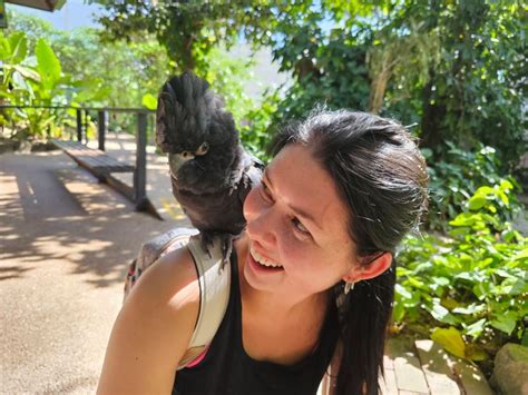 Wildlife Daintree Rainforest Mosman Gorge Aboriginal Tour Getyourguide