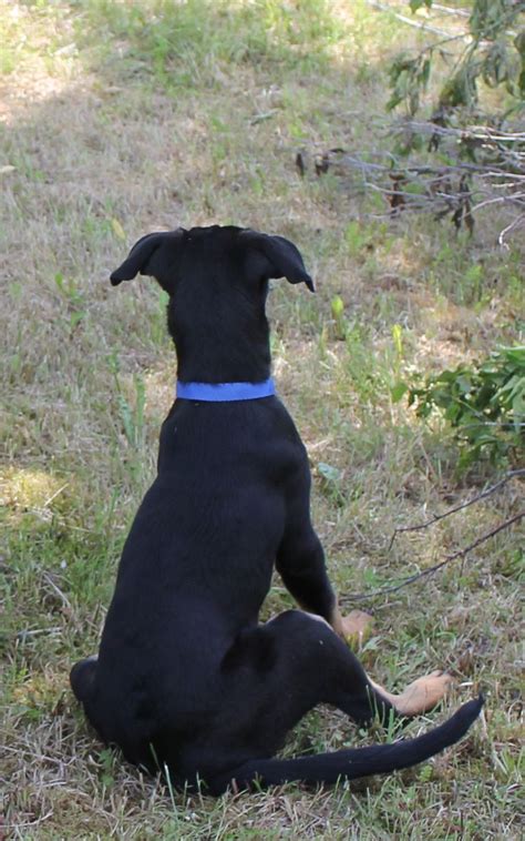 Our 4 Month Old Doberman Shepherd Tanner July 2018 Doberman Shepherd Doberman 4 Month Olds