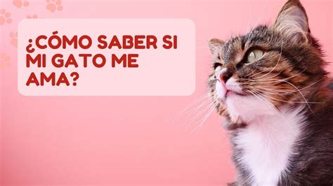 7 Señales De Que Tu Gato Te Quiere Youtube