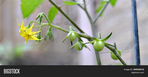 Tomato Plant Flowers Image & Photo (Free Trial) | Bigstock