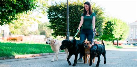 Cualidades De Un Buen Paseador De Perros