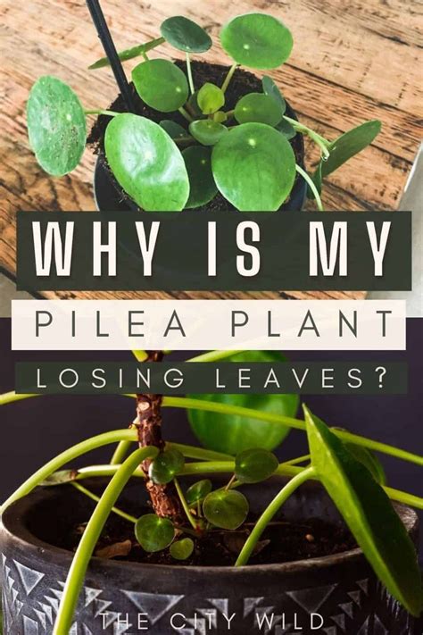 Why Is My Pilea Losing Leaves Chinese Money Plant Dropping Leaves