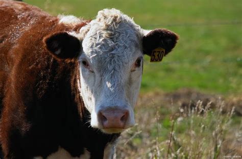 What Are The Symptoms Of Common Cattle Diseases Common Cattle Disease