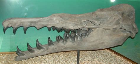 Megalodon Vs Basilosaurus