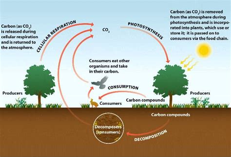 Carbon Cycle