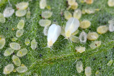 C Mo Eliminar La Mosca Blanca De Las Plantas