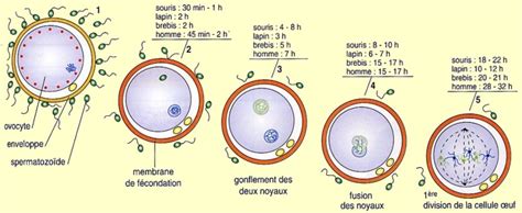 Cas 3 Les étapes De Fécondation