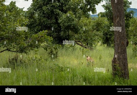 A Female Lioness Panthera Leo Walks Through Long Grass Within Mikumi