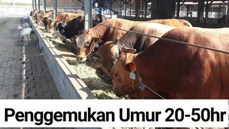 Sapi Umur Penggemukan 20 S D 50 Hari YouTube