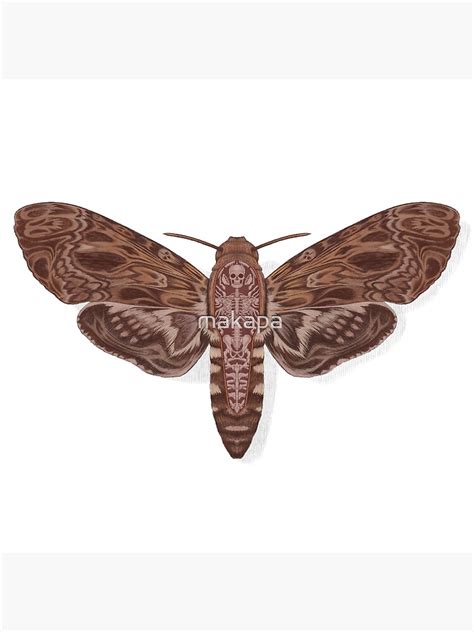 "Death head Moth anatomy " Poster for Sale by makapa | Redbubble