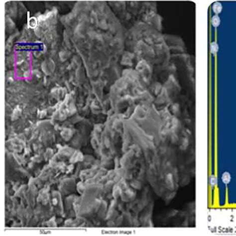 Scanning Electron Microscopy Sem And Energy Dispersive X Ray Download Scientific Diagram