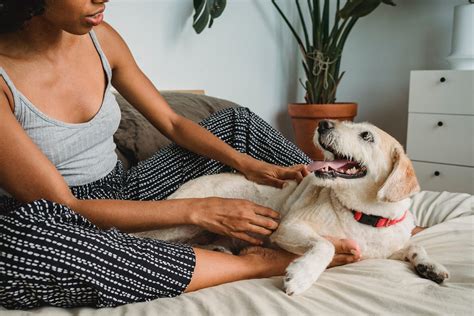 Therapy Dog Training: Everything You Need to Know