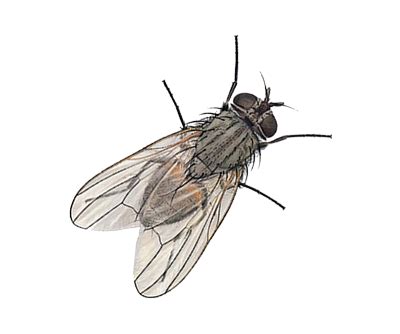 fly png transparent images pictures