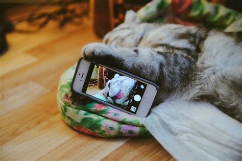 It's The Weekend! Have 10 Cat Selfies On Us - 500px