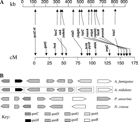 A Synteny Between Linkage Group Viii Of The Aspergillus Nidulans