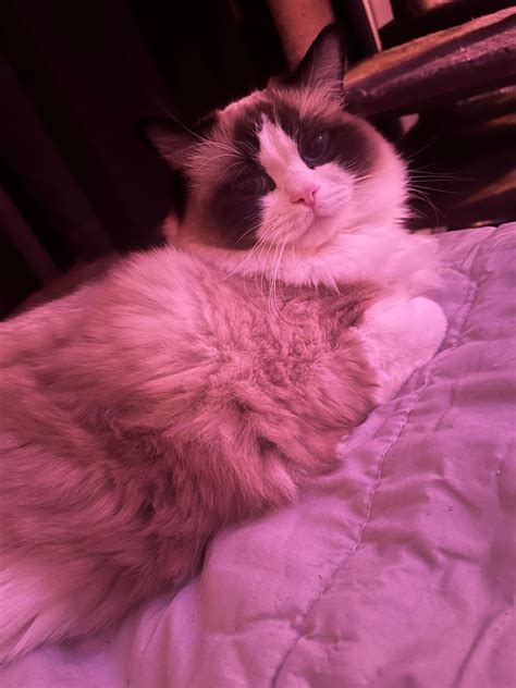 1 year old today! : r/ragdolls