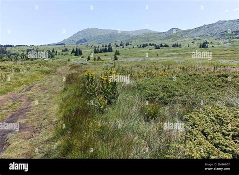 Summer Landscape Of Vitosha Mountain Near Kamen Del Peak Sofia City