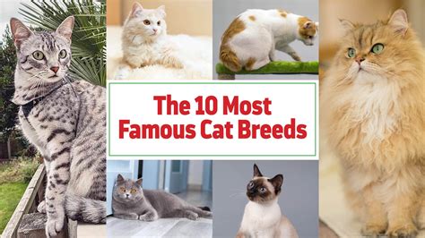 The 10 Most Famous Cat Breeds Of 2020 Twin Kats