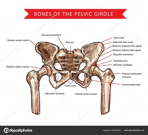 Ossos P Lvis Cintura P Lvica Esbo O Vetorial Anatomia Humana Medicina