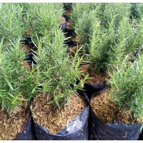 Jual Rosemary Pohon Herbal Rosemary Rosemari Tanaman Hias