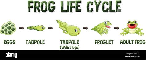 life cycle   frog drawing  paintingvalleycom