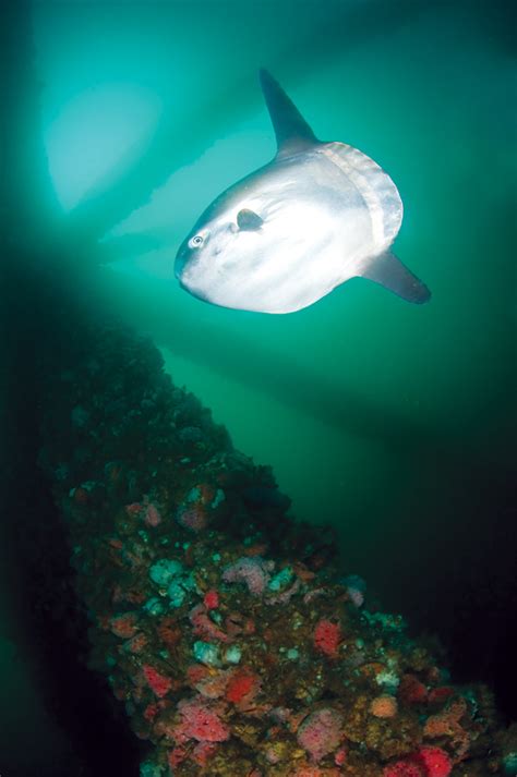 The Mola Mola: A Fish So Nice, They Named It Twice | California Diver ...